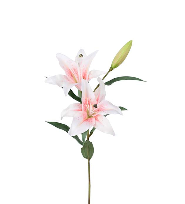 Lilja vit/rosa, 60 cm