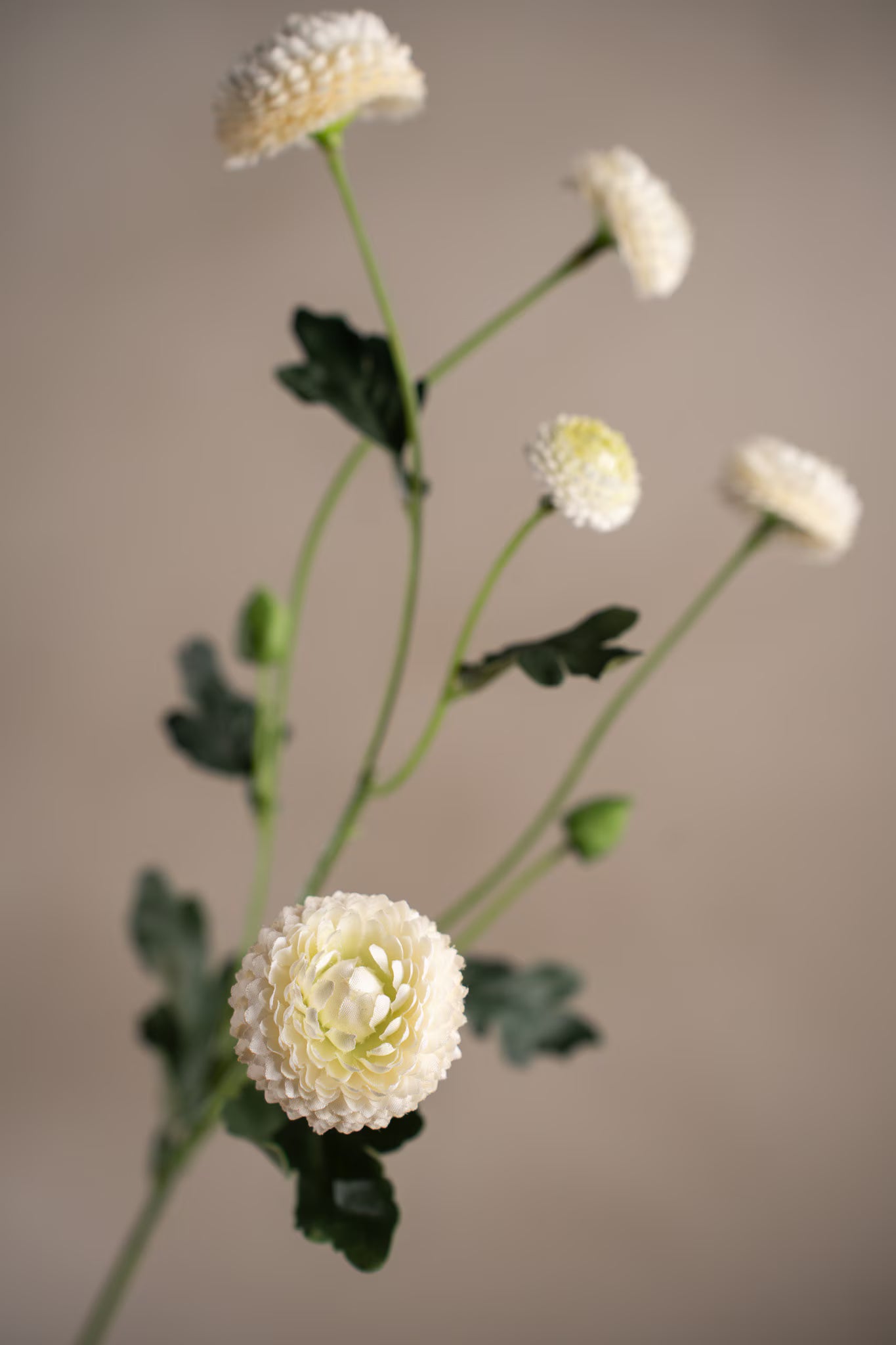 Chrysanthemum vit. 60 cm