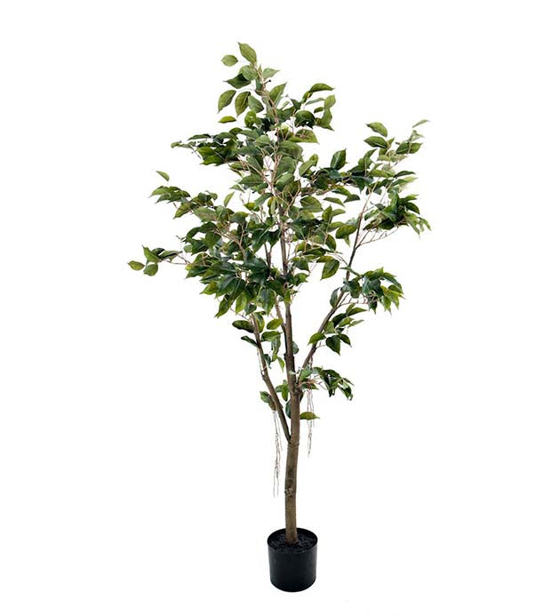 Fikus Benjamin, 180 cm