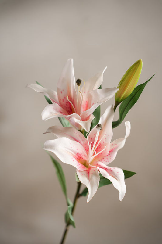 Lilja vit/rosa, 60 cm